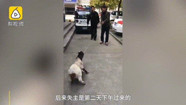 宠物羊太受宠遭狗嫉妒被狗子带出小区弄丢