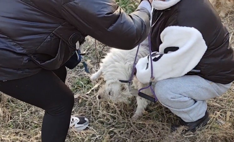 主人搬迁宠物狗却纷纷成了流浪狗小伙：抓到多救一个是一个