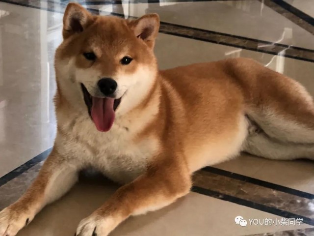 普通柴犬标体柴 该长到多大？你们家的柴犬符合标准吗？